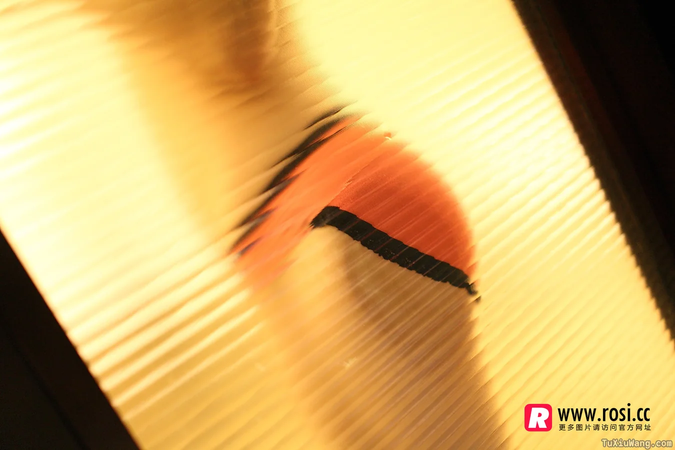 [ROSI写真] 2015.12.15 No.1468