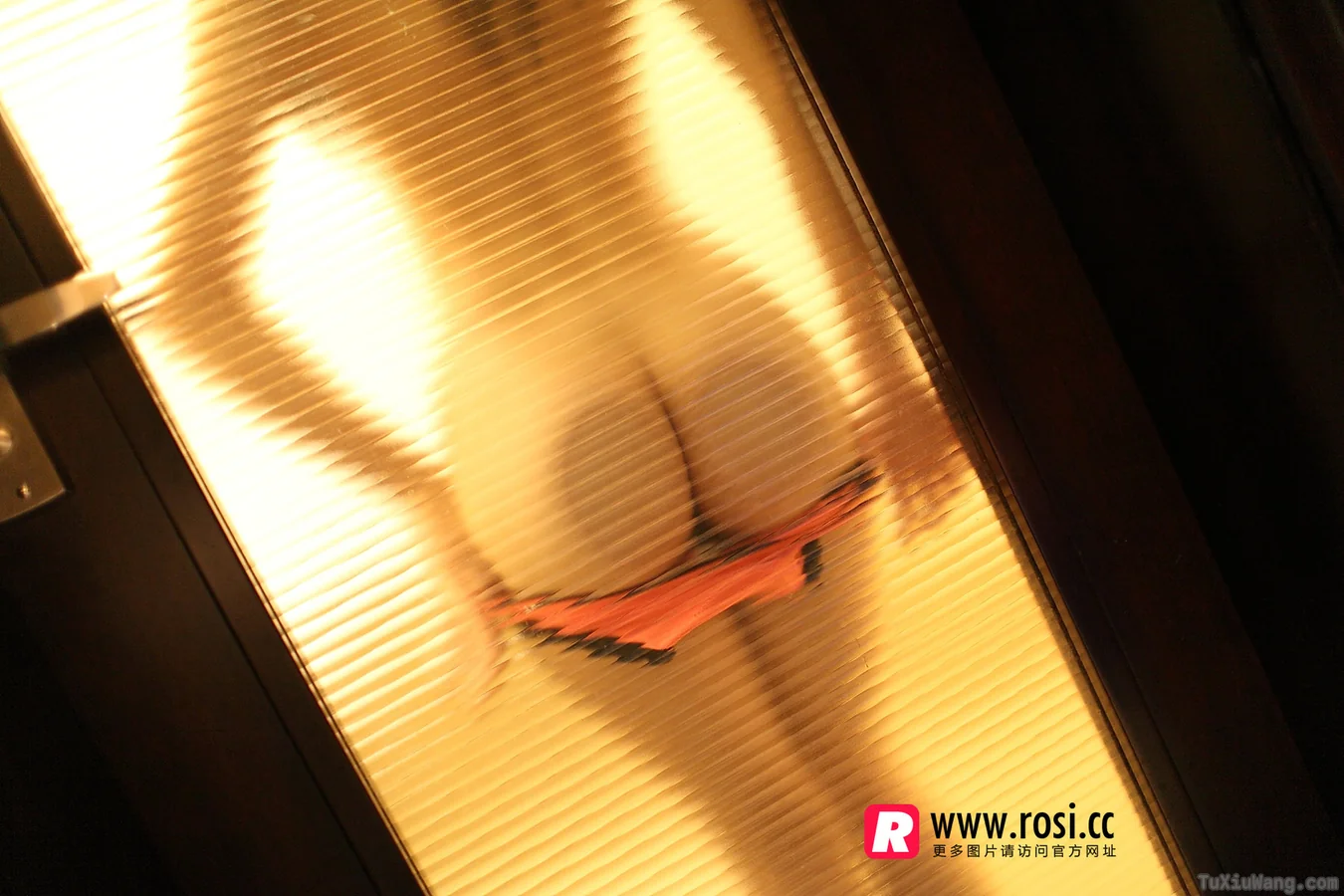 [ROSI写真] 2015.12.15 No.1468